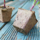Ambassador Square Fibre Plant Pots 6cm Seed Plug Plants - Pack 80