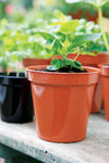 Stewart Plastic  Garden Flower Plant Pots & Sucers - Different Ranges,Clear,Terracotta - Sizes & Pack of