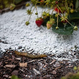 Lava-Lite No-Slugs Natural Slug & Snail Repellent Child & Pet Safe 1L-3L