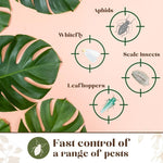 Baby Bio Houseplant Bug Killer Fly Spray Ultra Fast Protection 3 in 1 Action 1L