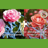 Miracle-Gro Plant Food Rose Shrub & Fungus Control 2 In 1 Nourish Protect 800ml