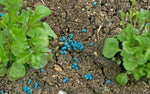 Doff Slug and Snail Killer Showerproof Slug Kill Pellets Organic Gardening New