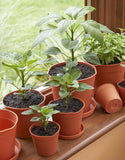 Clever Plants Pots Plastic Garden Flowers Planter And Range Of Saucers