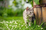 Stay Off Animal Scatter Repellent Pellets For Cats And Dogs 165g