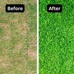 Iron Sulphate Lawn Feed Tonic Grass Greener Turf Moss& Weed Killer Water Soluble