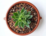Horticultural Sharp Sand Coarse Grit Alpine Grit Drainage Pot Topping 5KG