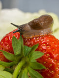 Organic Neudorff Slug & Snail Killer Pellets Ferric Phosphate Mini Blue Pellets
