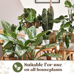 Baby Bio Houseplant Bug Killer Fly Spray Ultra Fast Protection 3 in 1 Action 1L