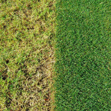 Evergreen Complete 4 in 1 Lawn Food Weed & Moss Control Feed 80m2 - 500m2