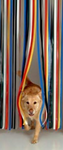 Plastic Strips Insect Control Mosquito Blinds Door Curtain Protection Stop Fly