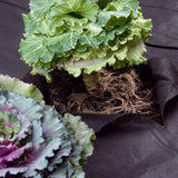 SupaGarden 8m x 1.5m Weed Control Fabric Membrane Ground Cover Sheet Garden Landscape Gardening Ground Cover