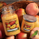 Yankee Candle Scented Fragrance Candles Tumbler | Mango Peach Salsa| Spun Sugar Flurries Home Large Glass Jar 623g Burn Time: up to 150 Hours