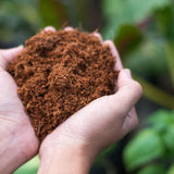 75L Coco Coir Brick Multi Purpose Potting Compost Compressed Peat Free Compost