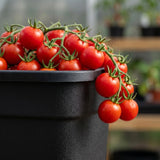 25cm Plastic Plant Pots Garden Shrub Tree Tomato Planter Container Pack Of 3