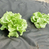 SupaGarden 8m x 1.5m Weed Control Fabric Membrane Ground Cover Sheet Garden Landscape Gardening Ground Cover