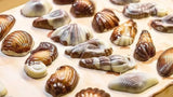 Guylian Belgian Milk Chocolate Sea Shells Creamy Hazelnut Filling Xmas 1Kg